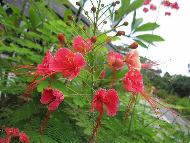 南国の花や道端には東南アジアらしい神様の像などが立っています！
