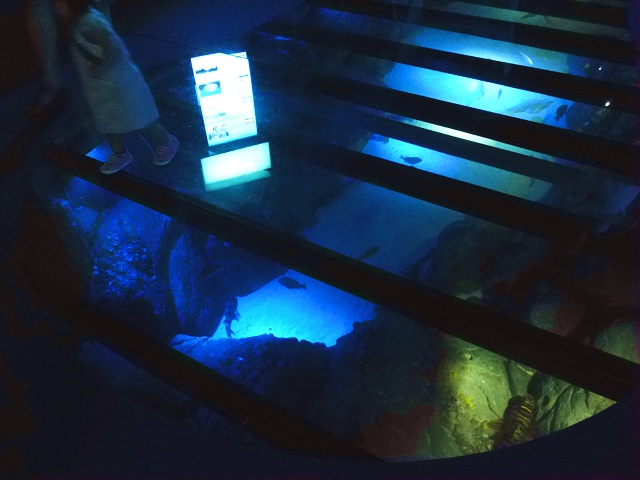 足元を魚が泳ぐ床