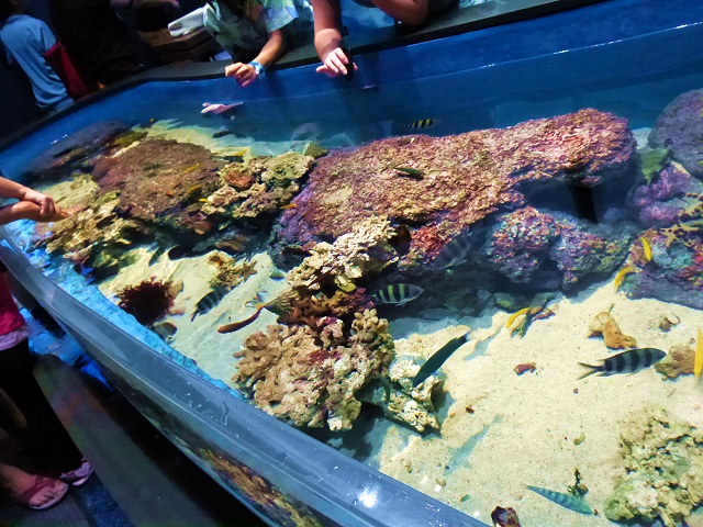 ヒトデやナマコに触れるタッチプール