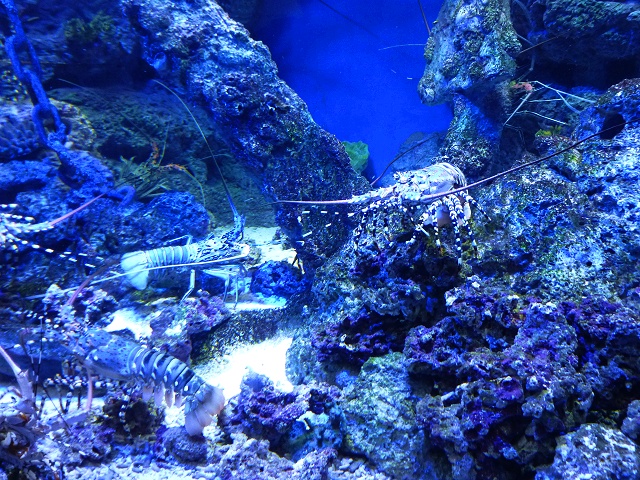 岩陰に潜むニシキエビ。長い触覚が印象的。
