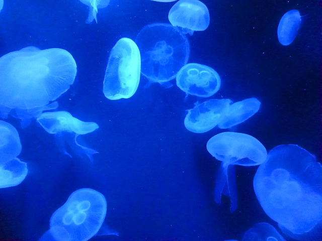 幻想的に浮遊するミズクラゲ