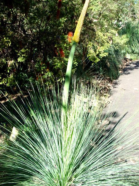 グラスツリー（Grass-tree）。真ん中の太く伸びた部分を槍の材料にしたそうです。