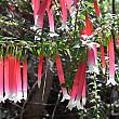 日本の鉢植えによくあるフクシアのようですが、こちらの植物の名前はエパクリス・ロンギフロラ。まるでアクセサリーみたい♪
