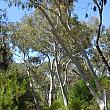 オーストラリア原産の植物が集められています。代表格のユーカリの木。幹が白いので林の中でも明るい感じ。ユーカリオイルの香りで癒されます～。