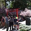 オーバーンのボタニック･ガーデンでは、毎年桜の開花に合わせて「チェリー・ブラッサム･フェスティバル」が開かれています。