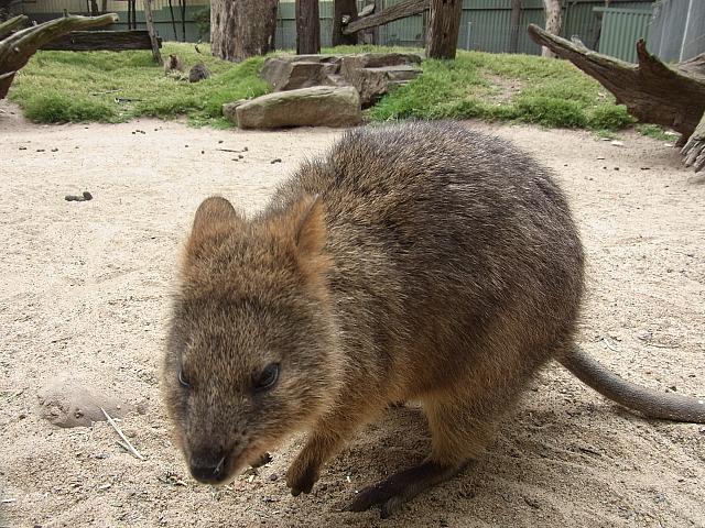アクティブな動物たちが見られるはず！