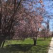 国会議事堂へ通じるメインストリート、コモンウェルス・アベニューの道沿いになんとなく桜っぽい木が…と近づいてみると