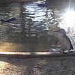 小さい小さいフェアリーペンギン。ひと泳ぎした後に柔らかな日差しを浴びて一休み。
