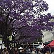 「シドニーの桜」とも呼ばれているジャカランタ。大木に満開の紫色の花たちは桜とはまた違った華やかさがあります。木の下で写真を撮る人多数！