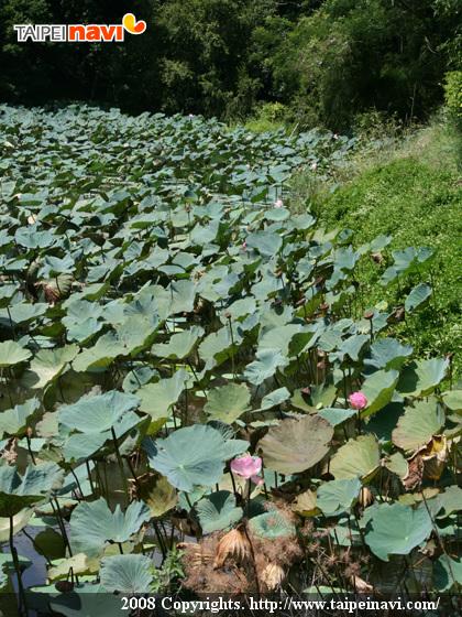 6月になれば、美しい大きな蓮の花が満開になります。
