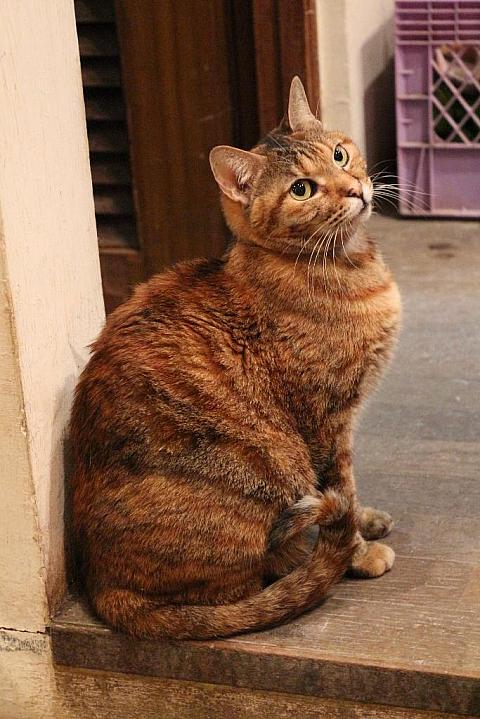 ＜小愛（シャオアイ）＞は愛くるしいから？？