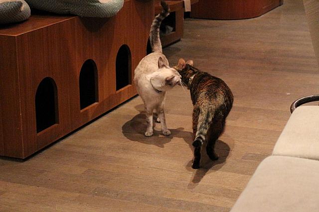 「はろー」