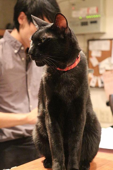 黒だから＜KURO（クロ）＞。なぜか日本語