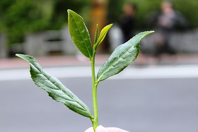 お店の斜め前には、鉄観音の茶畑が広がっています