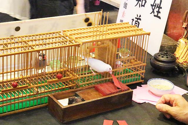 ひょっこり文鳥が出てきて