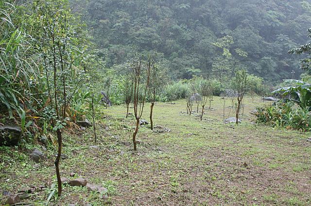 現在、レモンの樹やオリーブの樹、さらには桜の樹も植樹しています。20年後には花見ができると良いね！