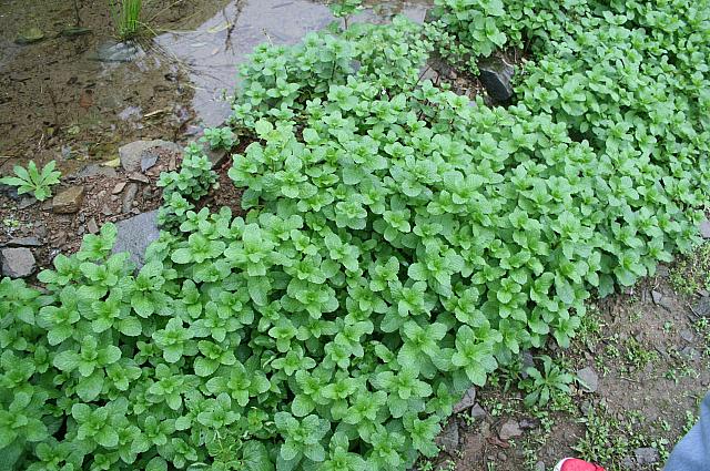 この生き生きとしたミント！ナビ食べてみました！