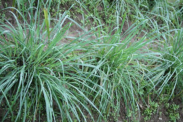 生き生きとしたレモングラス