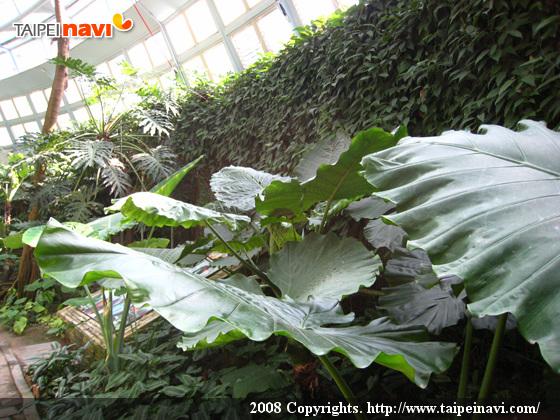 さまざまなタロイモが植えられています。毒のある種類もあるので、気をつけてと鄭さんに教えてもらいました。
