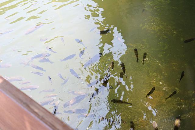 魚！！！