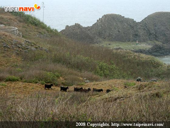 黒山羊が普通にそこらへんにいました