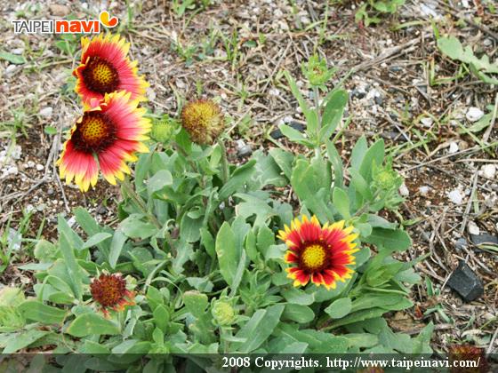 澎湖の県花、可憐な「天人菊」