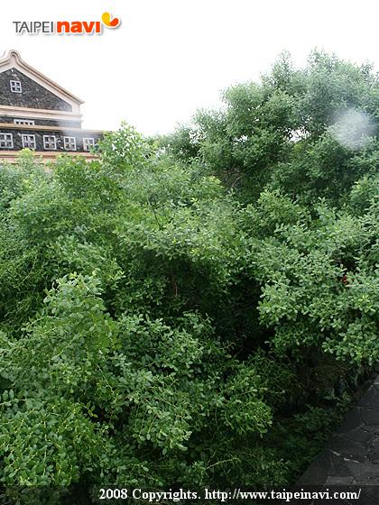 お墓の周りに茂る樹木