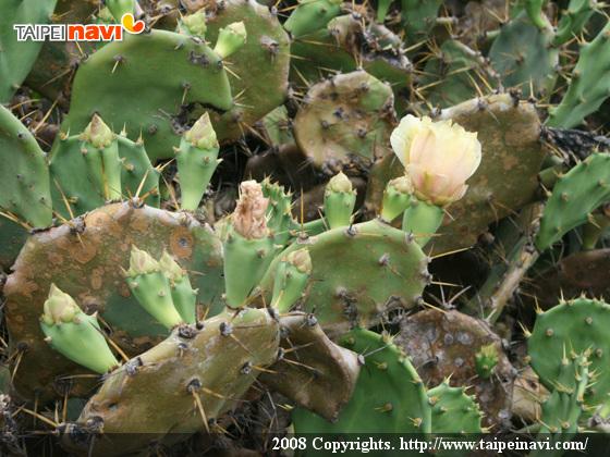 サボテンの花や実が満開