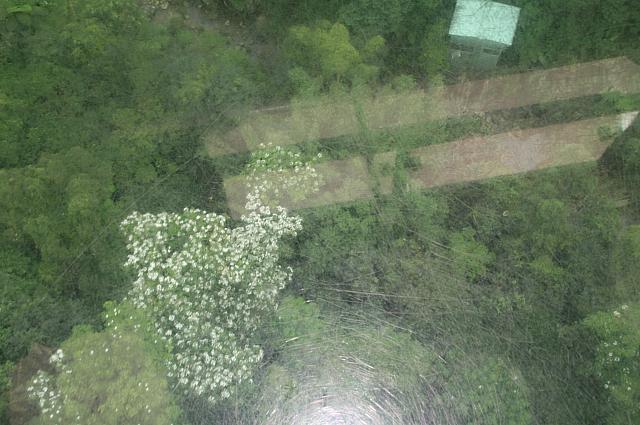 見頃の油桐花を下に見下ろしたのは初めて