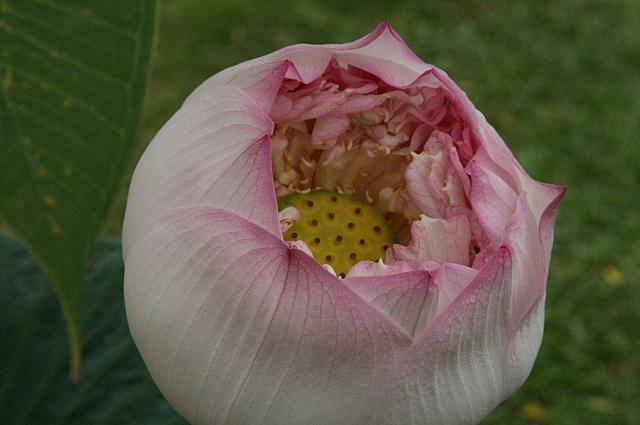 蓮の花もきれい
