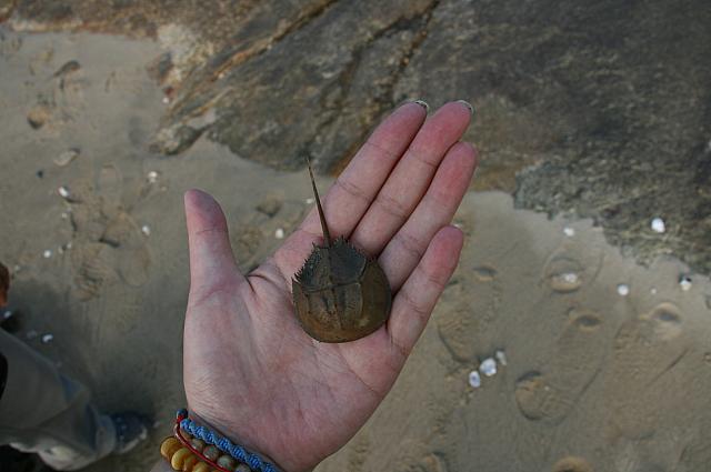 ほら、見て～！殻発見！
