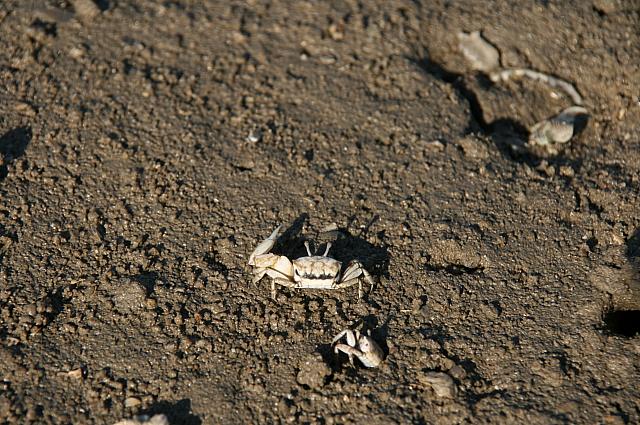 カニがいっぱい！