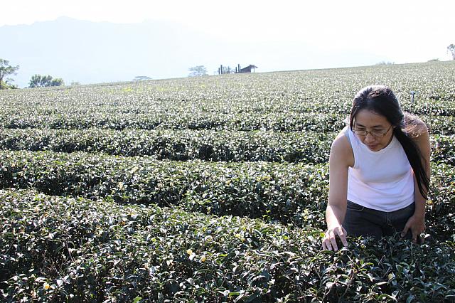 果てしなく続く茶畑