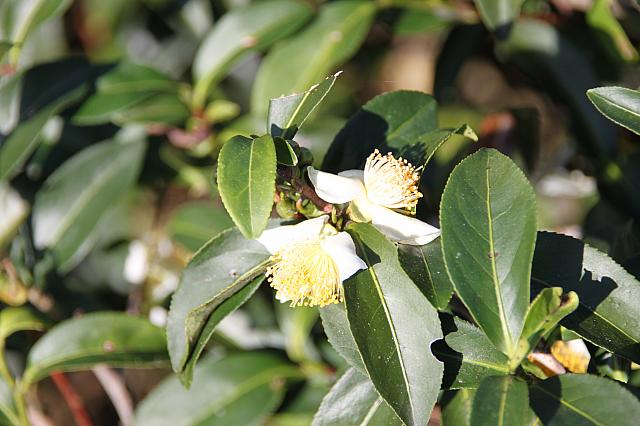 お茶の花