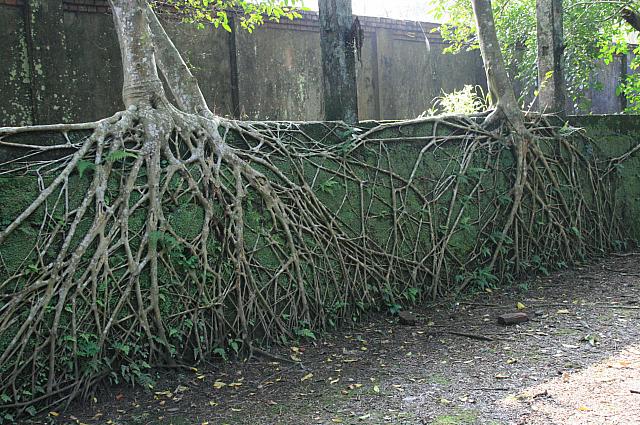 ガジュマル～～～