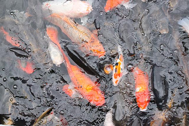 「何を食べたら、こんなに大きくなるのか？」と疑問に思うほど、巨大な鯉が数匹。