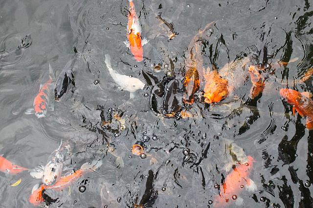 カラフルな鯉から真っ黒な鯉まで、えさ目がけてまっしぐら！