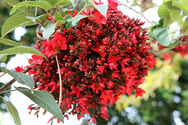 赤が密集した大きな花