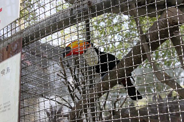 中南米の鳥もいます
