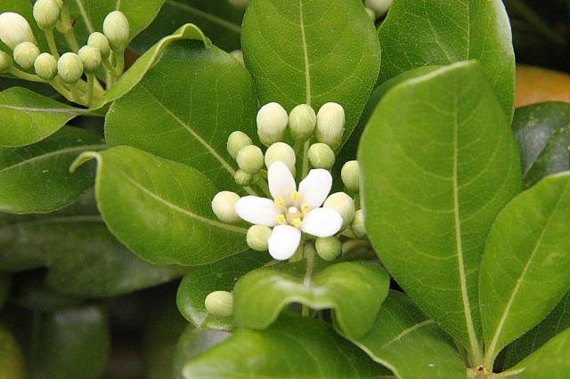 白海桐（海桐花）