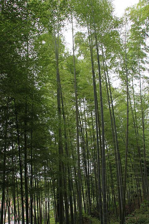 竹林