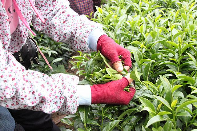 このように摘むと手に多くの茶葉が持てるのだそう