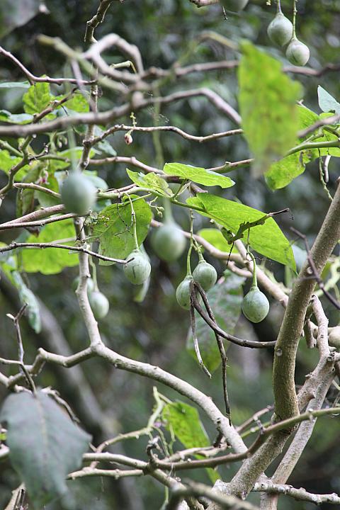これ、何だと思いますか？樹にトマトがなっているんです！樹番茄と呼ばれています