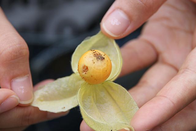 黄金果