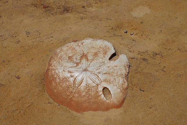 かわいらしくも見えてくる化石