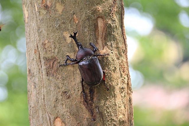 目の前の木にはカブトムシがたくさんとまっていました！
