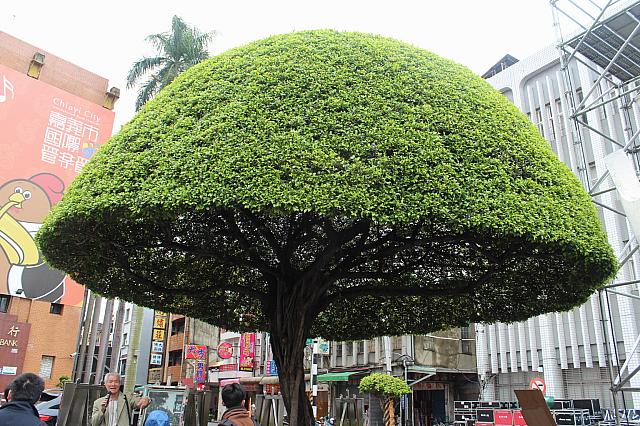 嘉義市ロータリーにある樹木