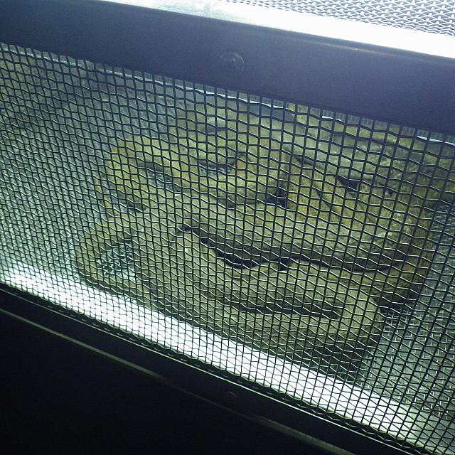 いた！本物の蛇！