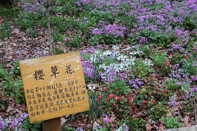桜草は色とりどり～