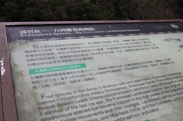 国宝魚と書かれています！それくらい貴重なんです
